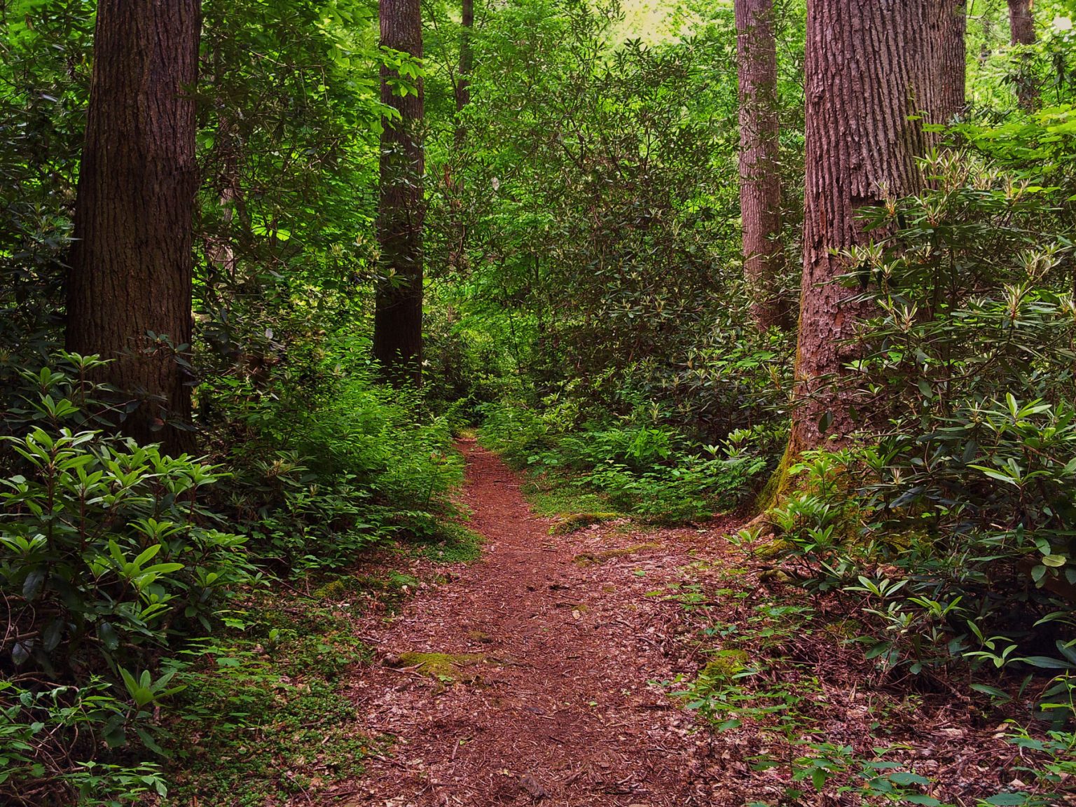 Some of the best remnants of old-growth forest in the Smokies can be found along Albright Grove Loop. Photo by Mark Steele.