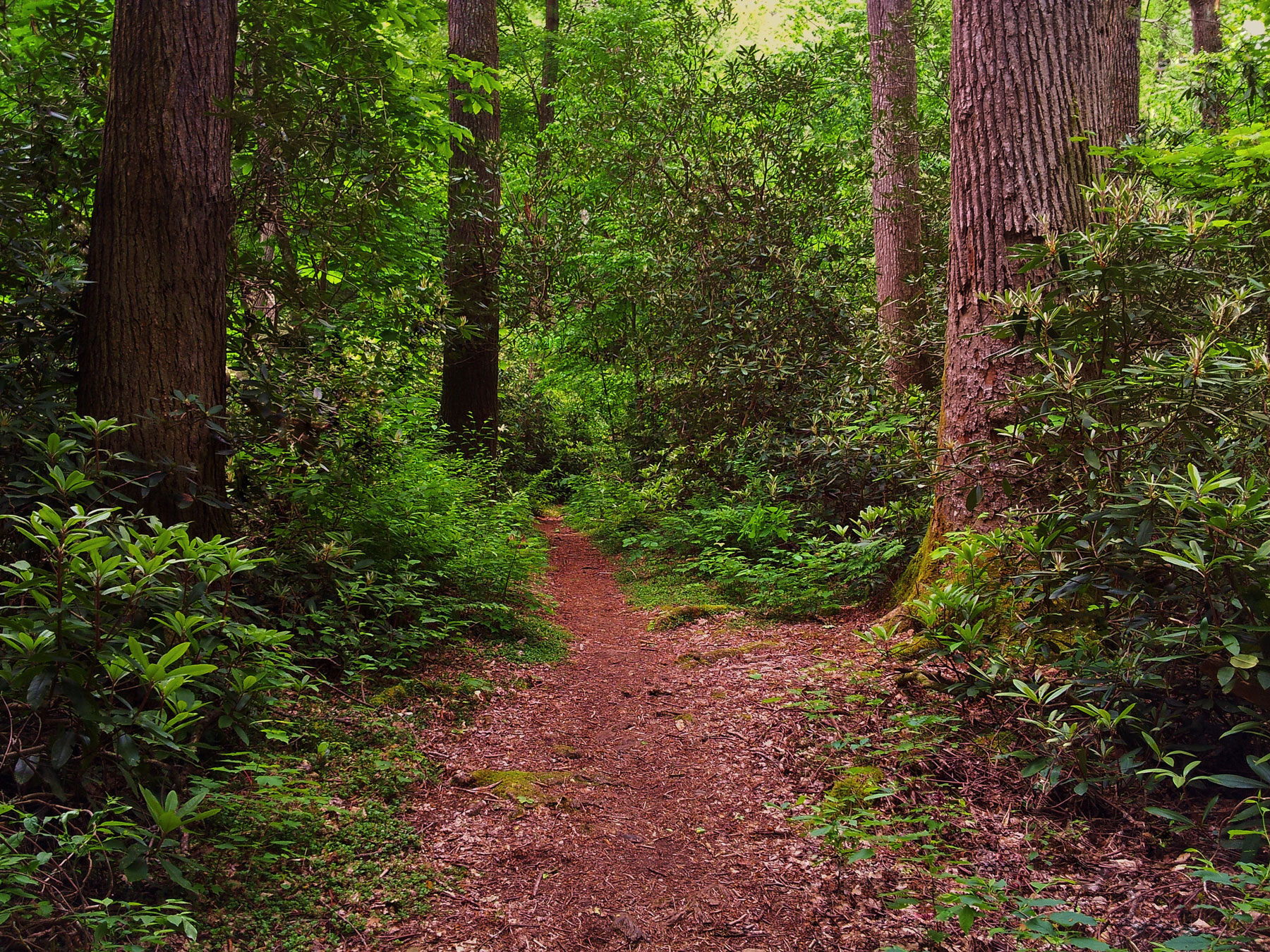 Some of the best remnants of old-growth forest in the Smokies can be found along Albright Grove Loop. Photo by Mark Steele.