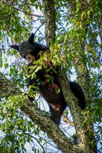 When wild cherries and berries are ripe, towns like Gatlinburg will typically see a temporary decrease in bear encounters, indicating that bears prefer to eat natural foods when they are available. Photo provided by Karen Davis. 