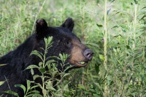 Great Smoky Mountains National Park is home to an estimated 1,900 black bears. Photo provided by Joshua Bemis.