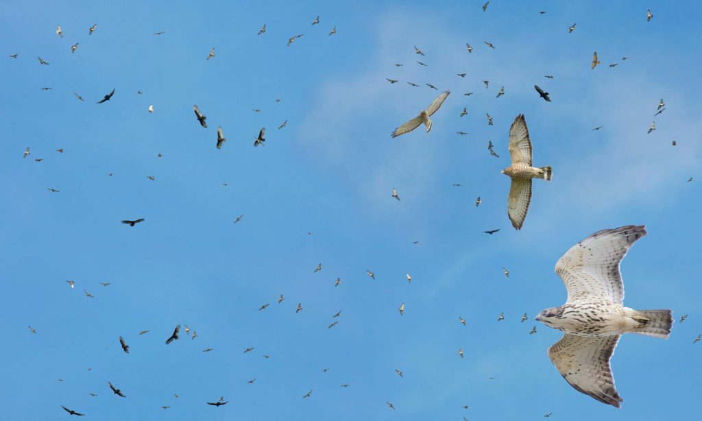 From mid to late September, residents of Western North Carolina and East Tennessee have the opportunity to see hundreds of broad-winged hawks at a time in large groups called ‘kettles’ circling higher and higher into the air currents and moving south along the Blue Ridge Mountains. Provided by Richard Crossly.