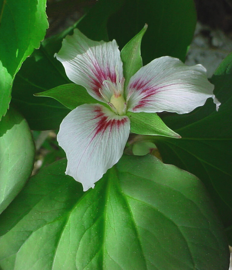 Painted trillium