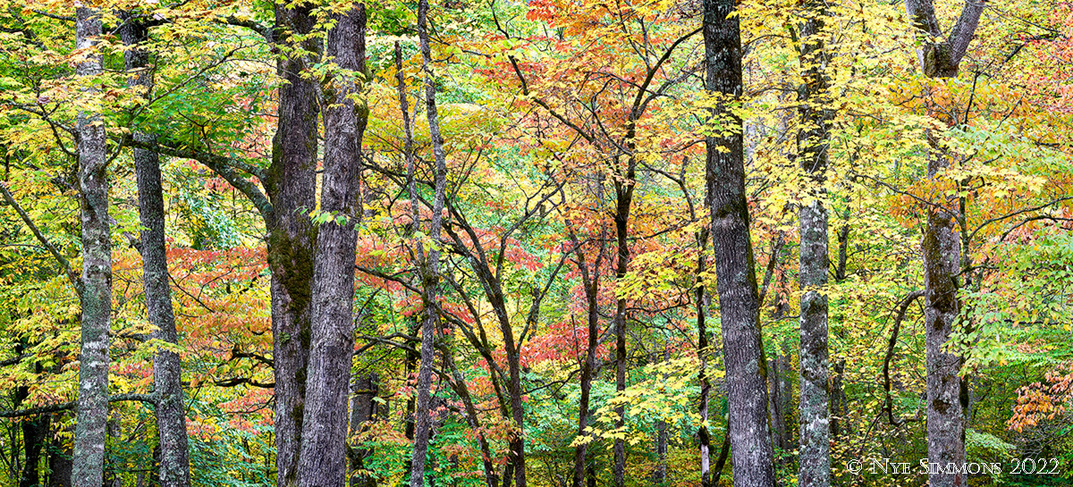 Dogwoods are usually the first tree to show color and make a wonderful accent and focal point, as red immediately grabs attention in a photograph.