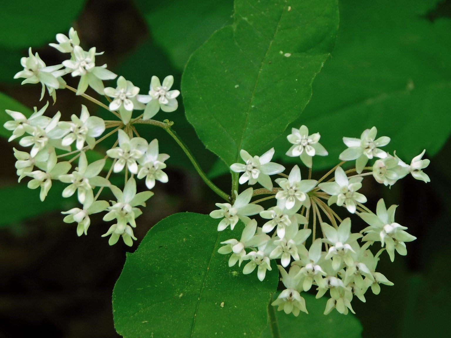 Four-leaf milkweed. Photo by Tom Harrington.