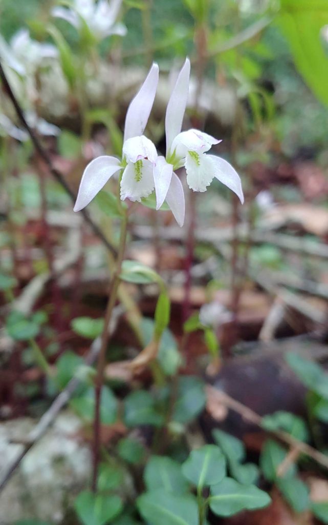 Three birds orchid