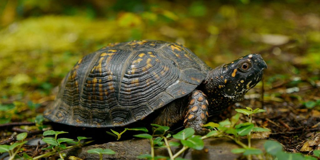 eastern box turtle