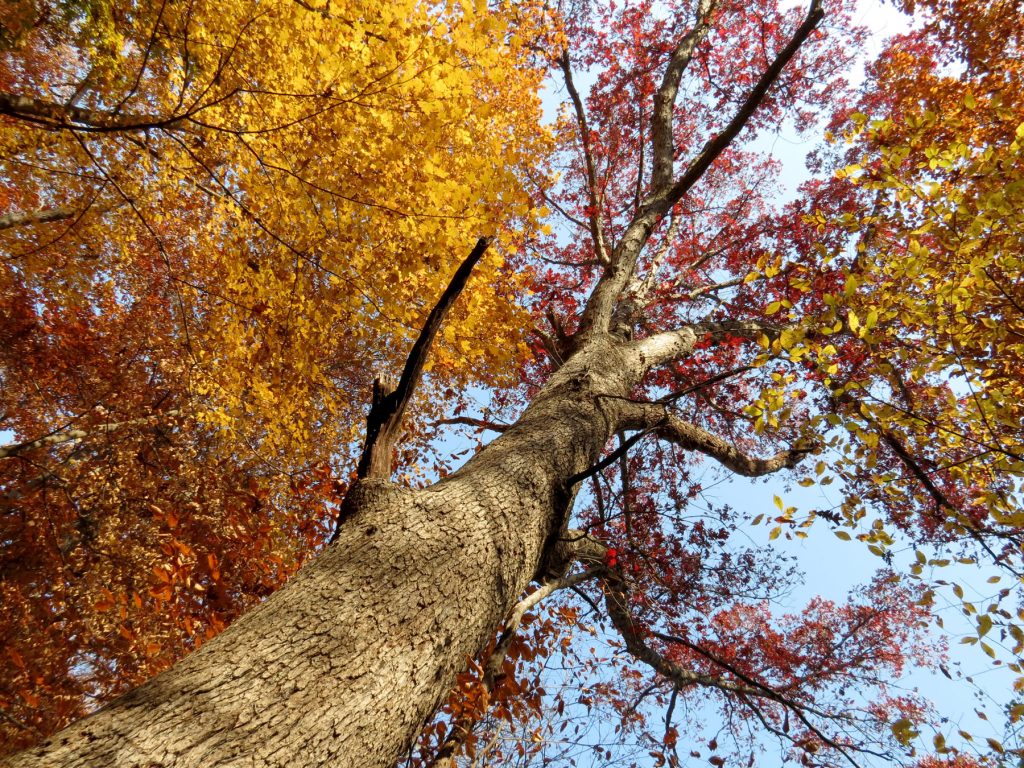 Tallamy and his lab at the University of Delaware ranked the plant genera in every county in the country in terms of their ability to support caterpillars. They discovered what they call the keystone species phenomenon: 14 percent of our native plants, like this white oak, are supporting 90 percent of the caterpillars. Provided by Katja Schulz.