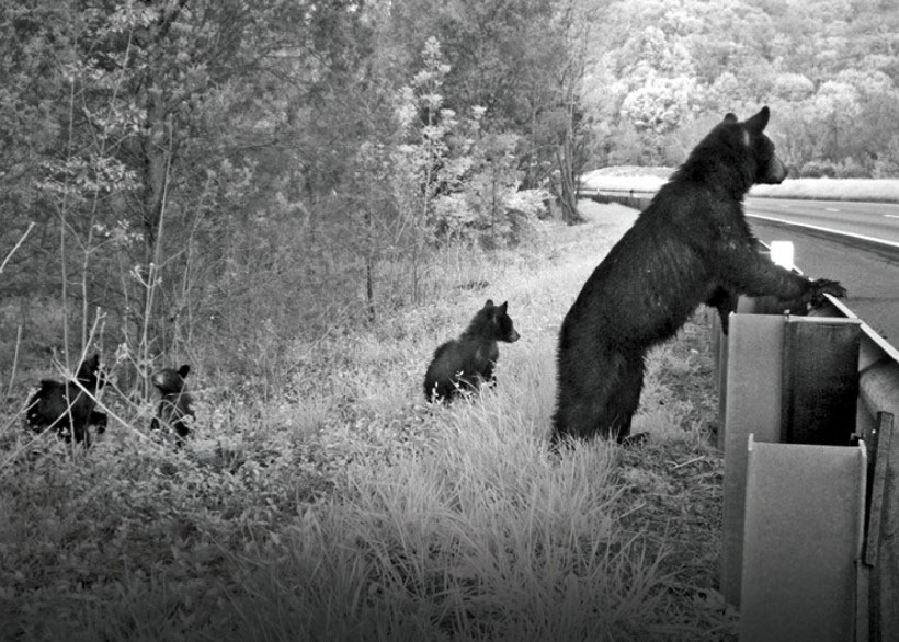 three bears on the side of the highway