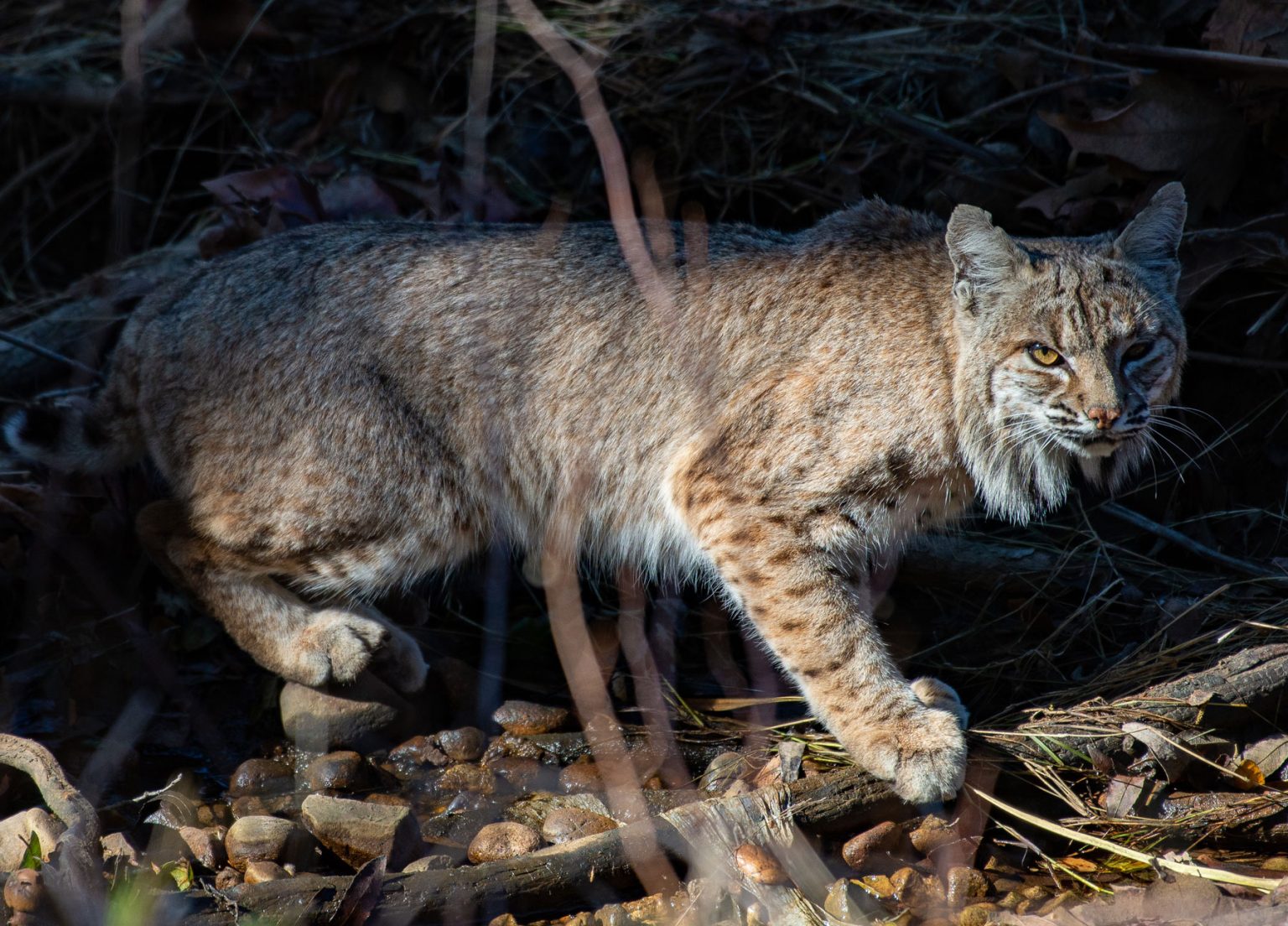 Although they have not been formally studied in Great Smoky Mountains National Park, bobcats frequent a wide variety of habitats and prefer rocky or brushy areas near fields and meadows, which have high densities of their principal prey species—the cottontail. Provided by Marshal Hedin.