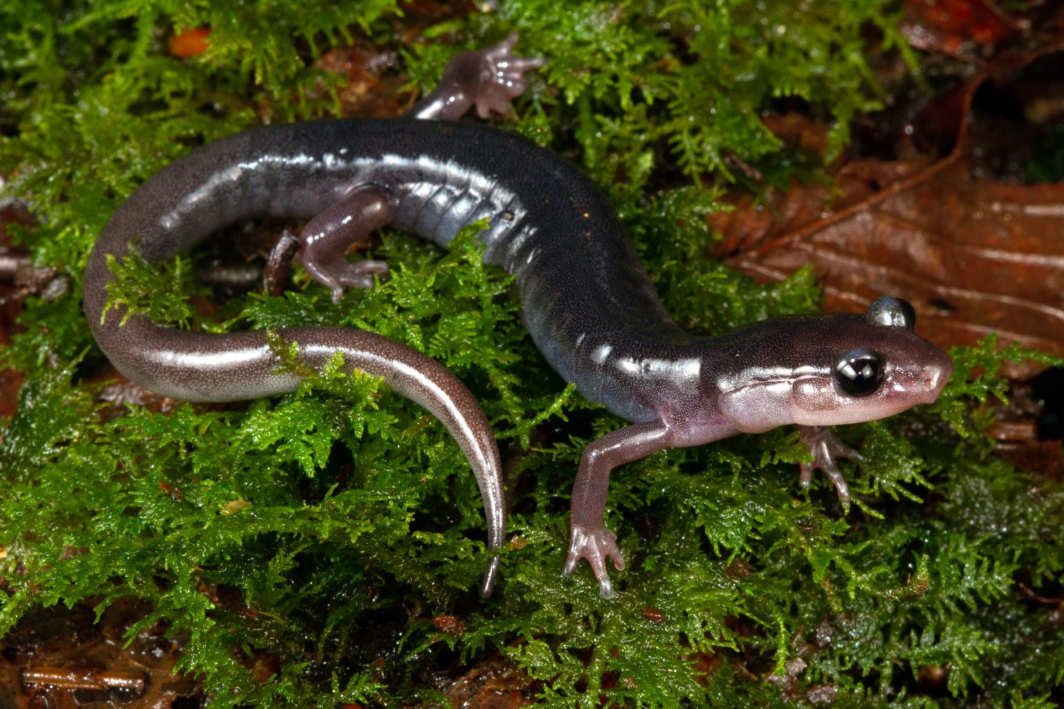 In the white light of day, the biofluorescence of the southern gray-cheeked salamander remains invisible to the human eye. Southern gray-cheeked salamanders maintain relatively small home ranges and inhabit the northern hardwood and spruce-fir forests of Southern Appalachia at elevations generally above 3,500 feet. Climate change and habitat disruption from pests like the hemlock woolly adelgid pose the most significant threats to the survival of this and other salamander species found only at the highest elevations in the Smokies. Photo by Todd W. Pierson.