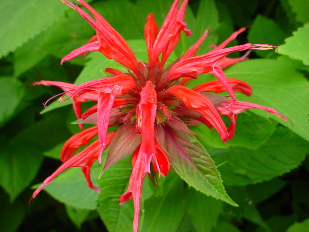 Crimson bee balm