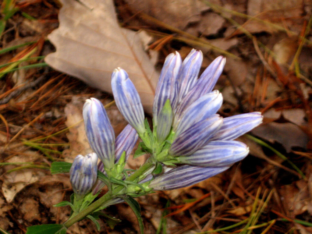 mountain gentian