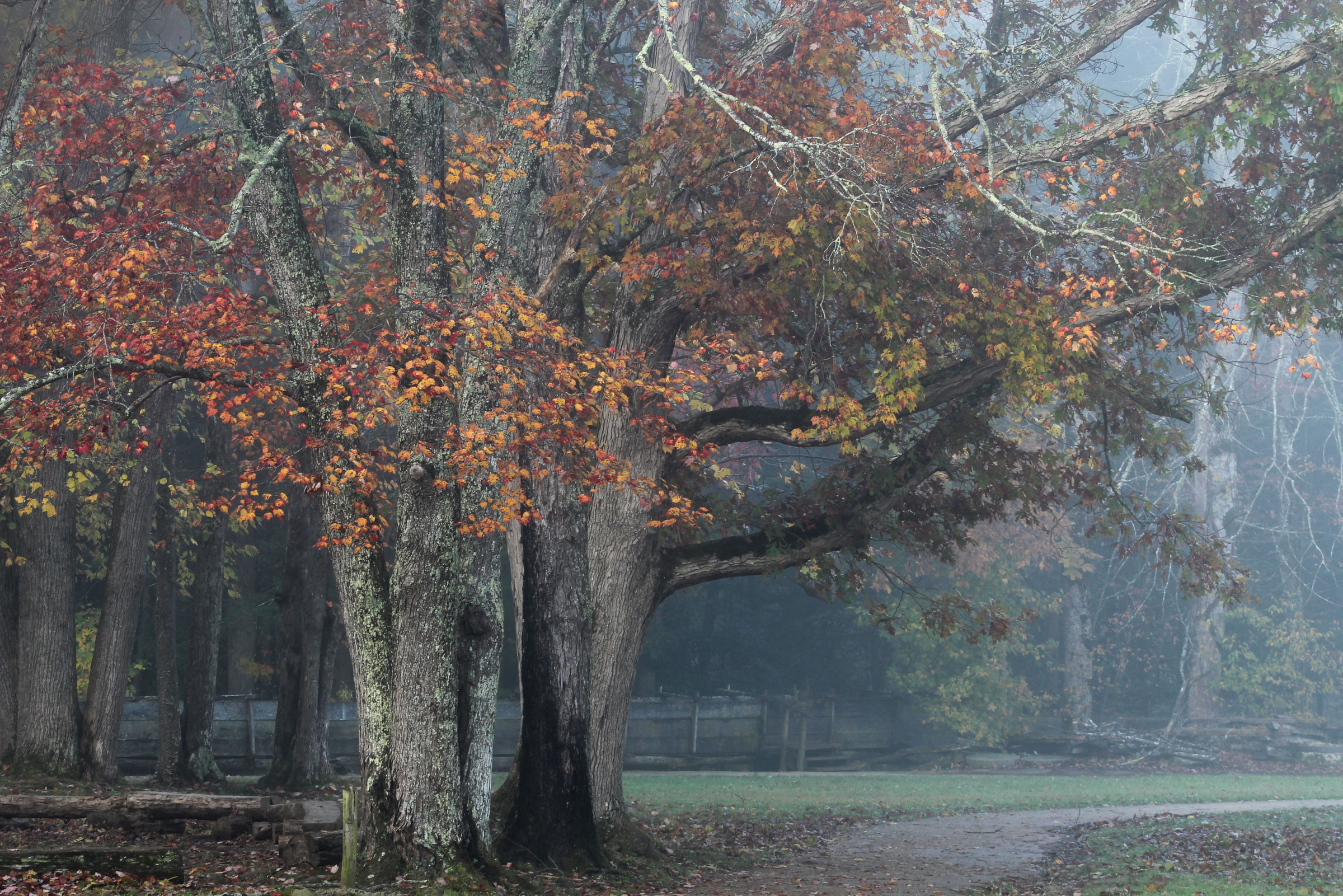 Foggy morning at Cable Mill in Cades Cove.