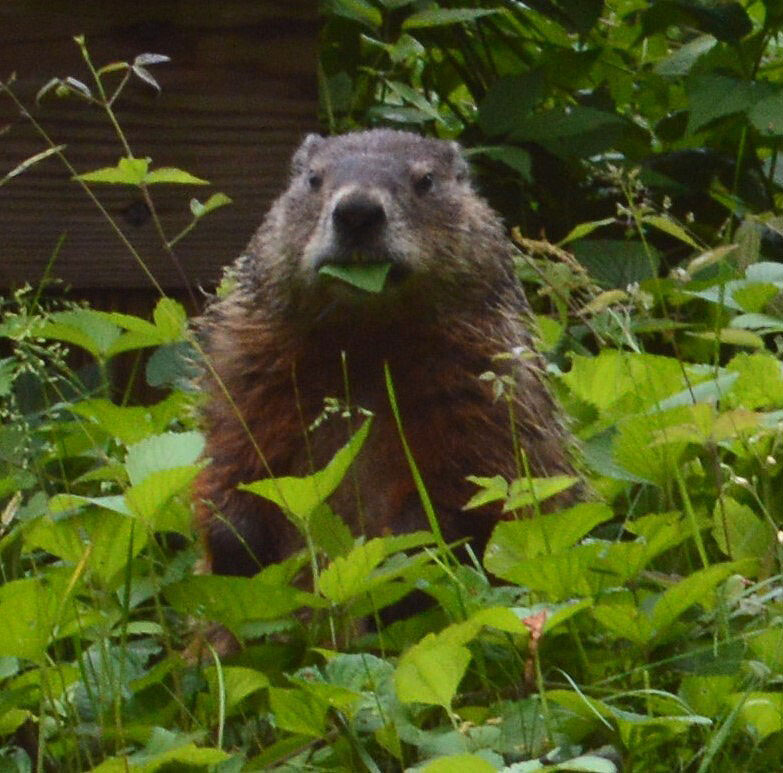 Stumpy the whistle pig. Provided by Brian Railsback.