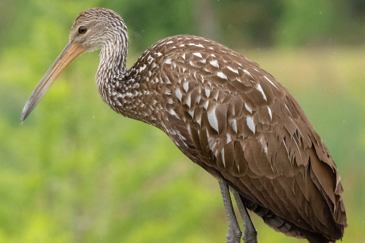 Limpkin court harding