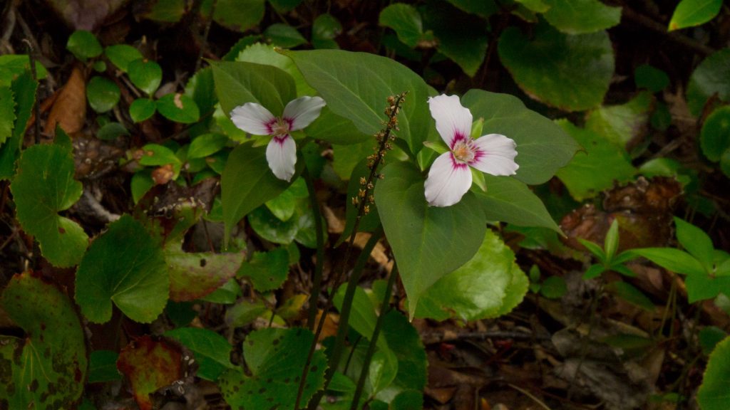 Painted trillium of Brushy Mountain