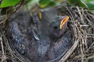 Baby sparrows peer out of a nest that they will soon outgrow. The process of developing feathers and leaving the nest is referred to as “fledging.” Photo provided by Shenandoah National Park.