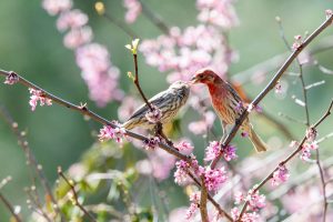 A pair of house finches perches in a redbud tree. Photo provided by N. Lewis/National Park Service.