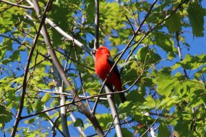 After spending the winter in South America, scarlet tanagers cross the Gulf of Mexico to reach their breeding grounds in eastern North America, including Great Smoky Mountains National Park. Photo provided by Warren Bielenberg.