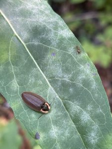 The winter firefly (Ellychnia corrusca) is one of the six species of Smokies fireflies in which adult males do not flash. Photo provided by Valerie Polk.