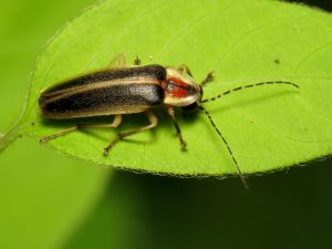 Female fireflies in the Photuris genus are known for mimicking the flash responses of other species’ females and then eating the males they lure in. Photo provided by Katja Schulz. 