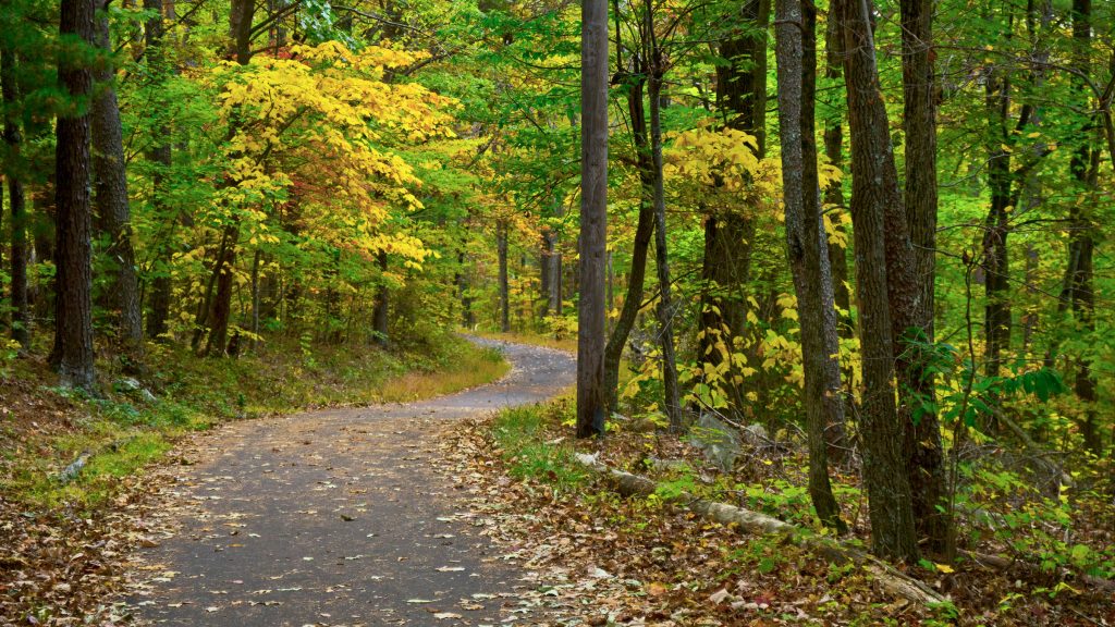 Look Rock Tower Trail winds roughly a mile roundtrip through dense hardwood forest from Foothills Parkway West to an observation tower with panoramic views. It is one of only a few completely paved trails in the Smokies and generally suitable for most hikers, though it does include some steep inclines. Photo provided by Smokies Life.