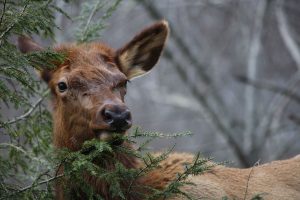 A cow elk moves through a wooded area. According to a recent DNA study, 240 elk were estimated to be living in Western North Carolina as of 2022. Of those, 178 were female. Photo provided by Paul Stubbs.