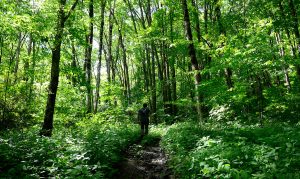 The lush forests within Great Smoky Mountains National Park, like this one through which Eastern Band of Cherokee Indians Forest Resource Specialist and tribal member Tommy Cabe walks, contain a diverse assemblage of plants that Cherokee people have long used for food and medicine. Photo provided by Smokies Life, Holly Kays.