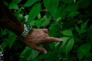 Eastern Band of Cherokee Indians Forest Resource Specialist and tribal member Tommy Cabe points to the “turkey foot” portion of the sochan plant, which is harvested and eaten after being blanched and fried. Photo provided by Smokies Life, Holly Kays.