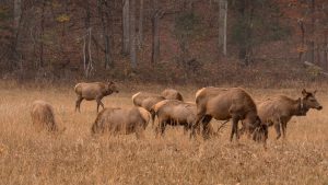 Elk are vegetarian, relying on a diet of grasses, forbs, and acorns as well as bark, leaves, and buds from shrubs and trees. Photo provided by Smokies Life.