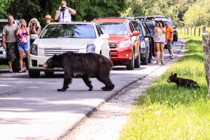 Traffic stops as a mother bear and cub cross Cades Cove Loop Road. Seeing bears is a priority for many park visitors, but getting within 50 yards of these wild animals or allowing them to access garbage can pose danger to bears and visitors alike. Photo provided by Edd Prince. 