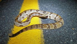 Reptile and amphibian surveys in Great Smoky Mountains National Park have found many of these slow-moving species dead along the roads. “The best way to help them is to slow down and watch out when you are driving, especially at night,” University of North Carolina Asheville’s Dr. R. Graham Reynolds said. Photo provided by Jeremy Chamberlain.