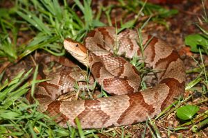 Eastern copperheads are stocky snakes with a coppery-colored head and keeled scales boldly marked by hourglass-shaped brown cross bands on the upper surfaces. Heat-sensing organs are located in facial pits on each side of the head between the eye and nostril. Photo provided by R. Graham Reynolds.