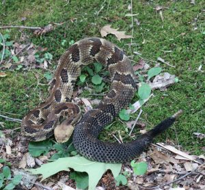 Snakes in our region need to move between habitats seasonally. Our cold winters require them to find locations where temperatures stay relatively stable without getting too cold. Once the season changes, rattlers like this one, which recently crossed the author’s patio, make short migrations to habitats where they can feed and reproduce. Photo provided by Frances Figart.