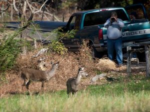 A visitor approaches a pair of white-tailed deer too closely in an attempt to photograph them. The Gateway Stewards program offers tourism workers guidelines for safe interaction with wildlife to share with their customers. Photo provided by Smokies Life. 