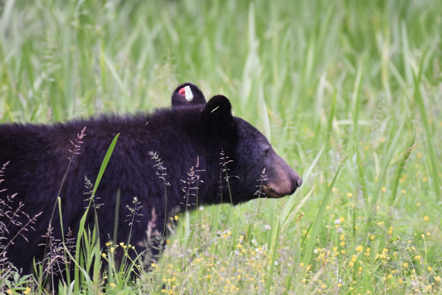 An ear-tagged black bear stands in Cades Cove. Ear tags include an ID number that wildlife professionals can use to understand the bear’s history should it be recaptured in the future. Photo provided by Joshua Bemis.