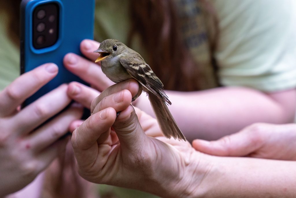 An Acadian flycatcher caught in Great Smoky Mountains National Park briefly holds the center of attention before it is banded and released from a research station contributing to the Monitoring Avian Productivity and Survivorship program, called MAPS. Photo provided by Rich Bryant, Great Smoky Mountains Institute at Tremont.