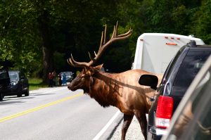 Evening sun shimmers on a bull elk as he crosses US 441 for the second time that evening, rejoining the herd on the other side of the highway. Photo provided by Holly Kays, Smokies Life.