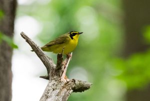 Though they are relatively common elsewhere in their range, Kentucky warblers have become rare in the Great Smoky Mountains. The capture of a female Kentucky warbler in a mist net this June marked the first time in years the species had been spotted in the Smokies. Photo provided by Andrew Weitzel via Flickr. 