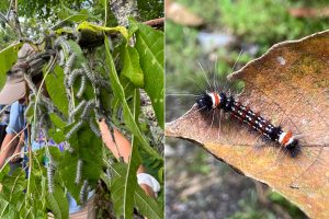 “Don’t eat me!” is the message sent by species illustrating the concept of aposematism. At Newfound Gap in Great Smoky Mountains National Park, students observed the hickory tussock moth caterpillars on the left. In Ecuador, along the road near Wildsumaco Biological Station, they found the similar species on the right. In both cases, bright colors and spiny appearance advertise to potential predators that the caterpillars are dangerous. Photos by Jim Costa and Frances Figart.