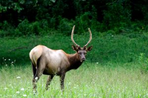 A young bull elk grazes in a field near Couches Creek in the Oconaluftee area. The ungulates usually bed down during the heat of the day but come out to feed in the morning and evening. Photo provided by Holly Kays, Smokies Life.