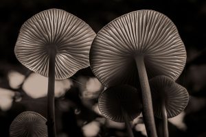 Stretching toward the sky likes trees, a small cluster of porcelain mushrooms looms large in Petersen’s macrophotography collection “Tiny and Wild.” Photo provided by Kyle Petersen.