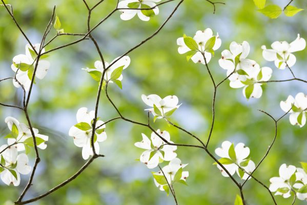 Dogwoods above come to life when backlit in this way, showcasing the delicate nature of the blossoms and the beautiful patterns of the branches. Canon EOS R5 + Canon RF 100-500mm f/4.5-7.1 L IS USM at 270mm, f/5.6, 1/2000s, ISO1600. Provided by Michele Sons.