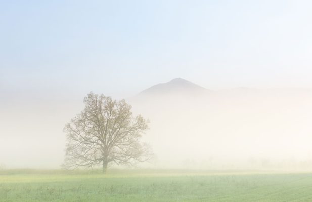 The grandfather oak tree on Hyatt Lane in Cades cove stands surrounded in heavy morning fog, covered with the green haze of newborn oak leaves. Canon EOS 5DMkIII + Canon EF 24-70mmmm f/2.8 L USM at 57mm, f/8, 1/750s, ISO400. Provided by Michele Sons.