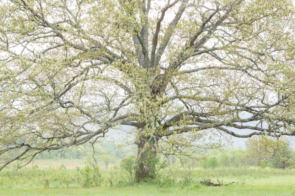 New leaves emerge from the grandfather oak tree on Hyatt Lane in Cades. Canon EOS 5DMkIII + Canon EF 24-70mmmm f/2.8 L USM at 70mm, f/8, 1/8s, ISO400. Provided by Michele Sons.