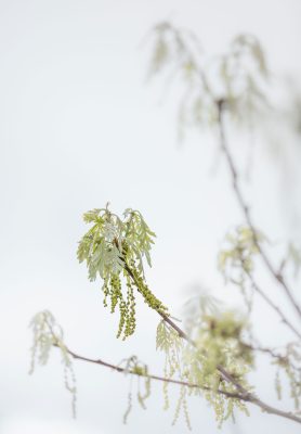 A detail of newborn oak leaves highlights their extremely delicate green color. Canon EOS 5DMkIII + Canon EF 70-200mm f/2.8 L IS II USM at 200mm, f/2.8, 1/2000s, ISO400. Provided by Michele Sons.