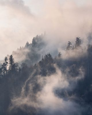 Fog swirls with light amongst the hemlock and spruce trees visible from Morton Overlook. Canon EOS 5DMkIII + Canon EF 70-200mm f/2.8 L IS II USM at 170mm, f/11, 1/350s, ISO400. Provided by Michele Sons.