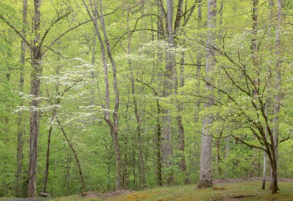 Late-season dogwoods pop against a backdrop of bright green foliage. Canon EOS R5 + Canon RF 100-500mm f/4.5-7.1 L IS USM at 106mm, f/16, 1/60s, ISO1600. Provided by Michele Sons.