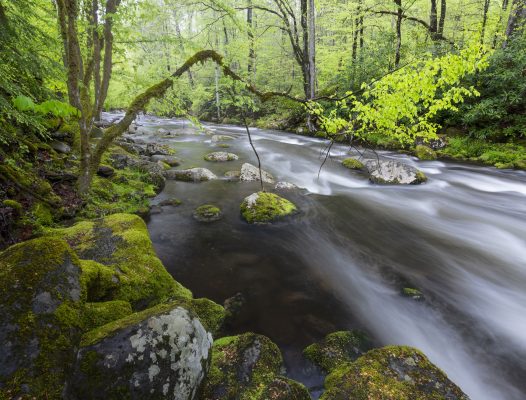 Mossy rocks balance this tree arching over the rushing waters of Middle Prong. Canon EOS R5 + Canon RF 14-35mm f/4 L IS USM at 18mm, f/13, 4s, ISO400. Provided by Michele Sons