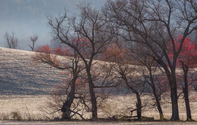 Surprisingly red foliage adorns these uniquely shaped trees found during spring in Cades Cove, an isolated valley on the western side of the park. Canon EOS 5DMkIII + Canon EF 70-200mm f/2.8 L IS II USM +2X III at 400mm, f/13, 1/350s, ISO800. Provided by Michele Sons